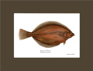 Fish Print: Plaice, American Plaice, American - Hippog | Wall Art Fish Print