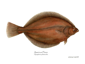 Fish Print: Plaice, American Plaice, American - Hippog | Wall Art Fish Print
