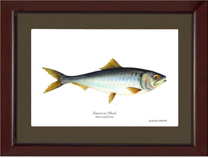 Shad Alosa sapidissima