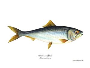 Shad Alosa sapidissima