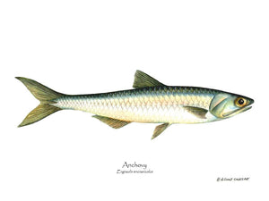 Fish Print: Anchovy Engraulis encrasicolus