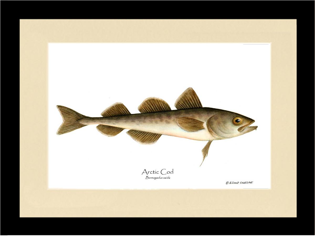 Fish Print: Cod, Arctic Cod, Arctic - Boreogadus | Wall Art Fish Print