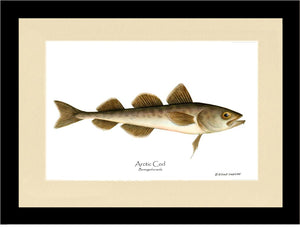 Fish Print: Cod, Arctic Cod, Arctic - Boreogadus