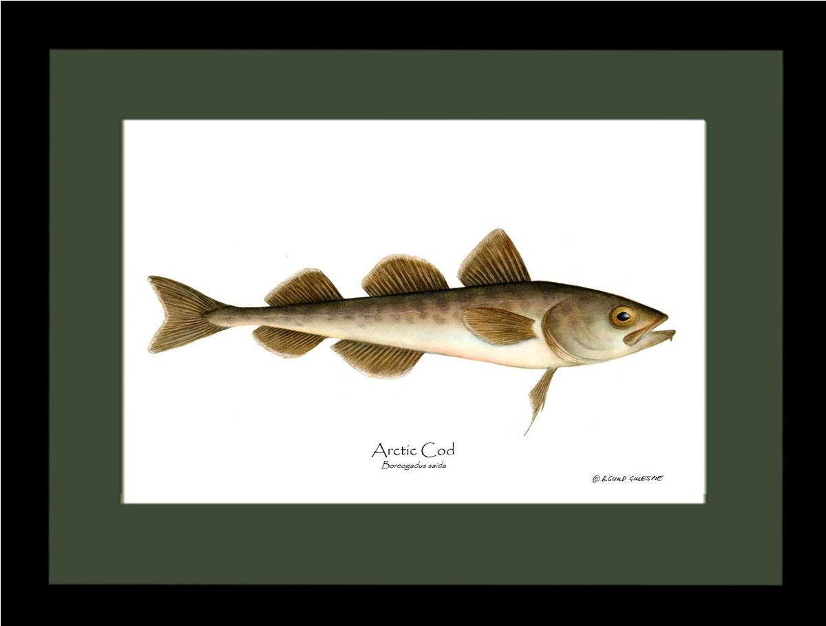 Fish Print: Cod, Arctic Cod, Arctic - Boreogadus | Wall Art Fish Print