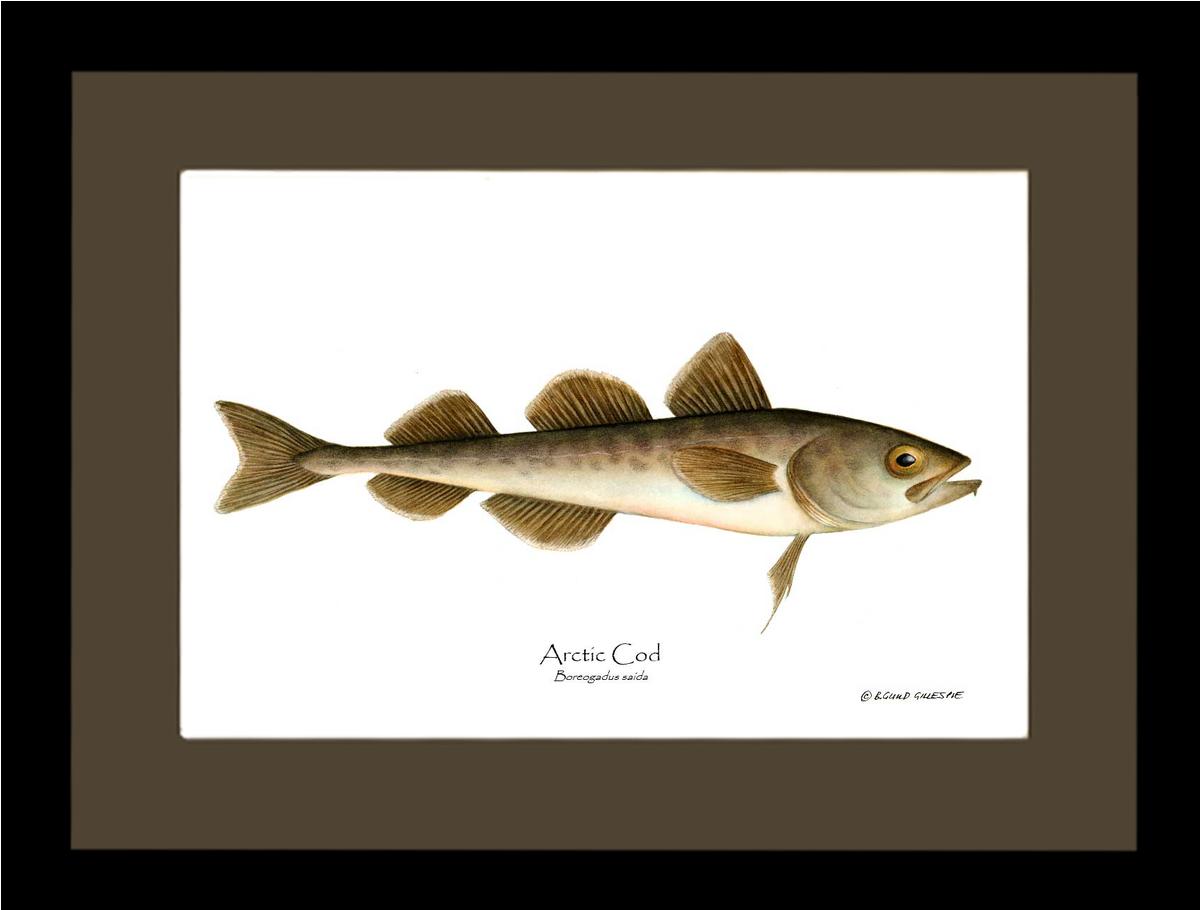 Fish Print: Cod, Arctic Cod, Arctic - Boreogadus | Wall Art Fish Print
