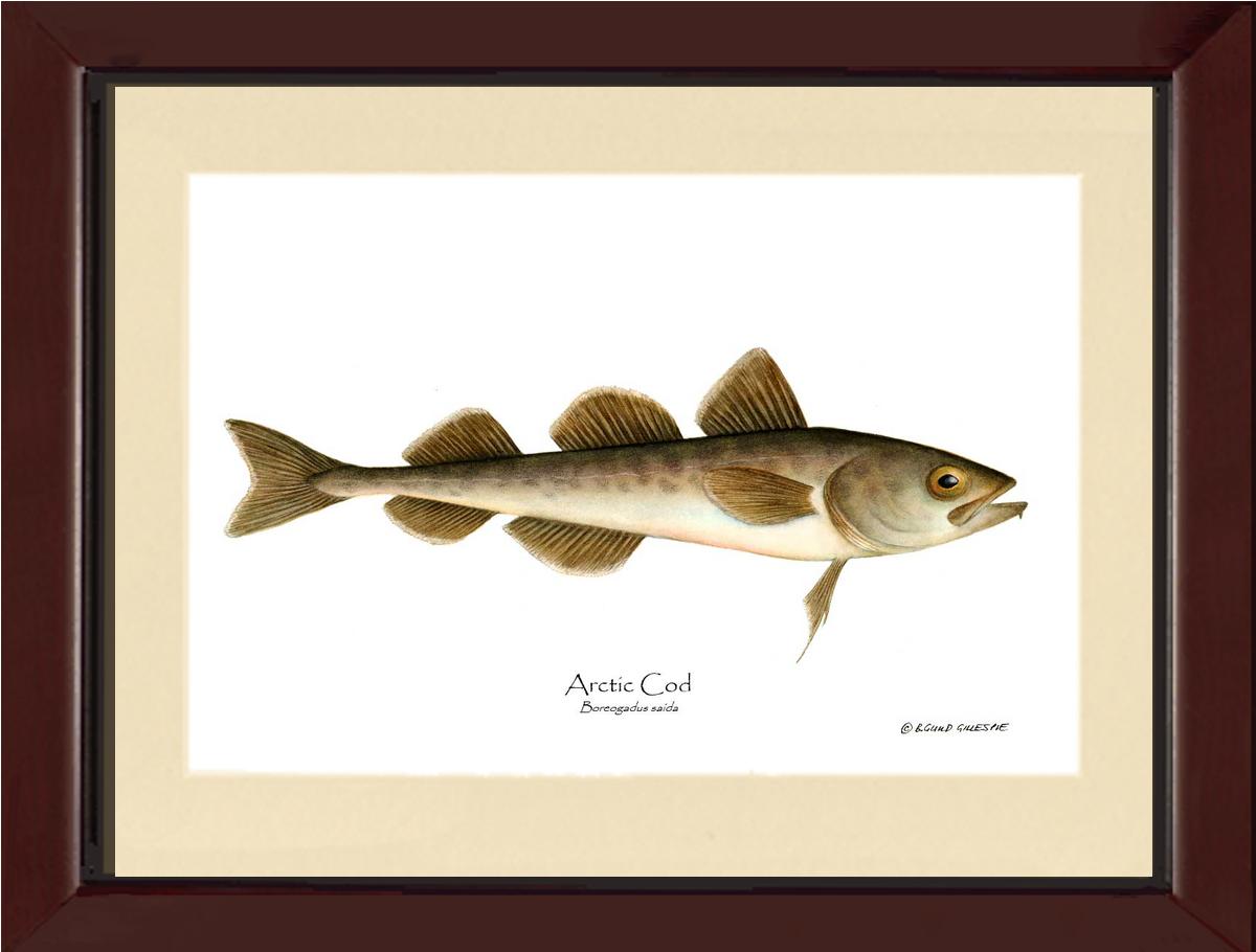 Fish Print: Cod, Arctic Cod, Arctic - Boreogadus | Wall Art Fish Print