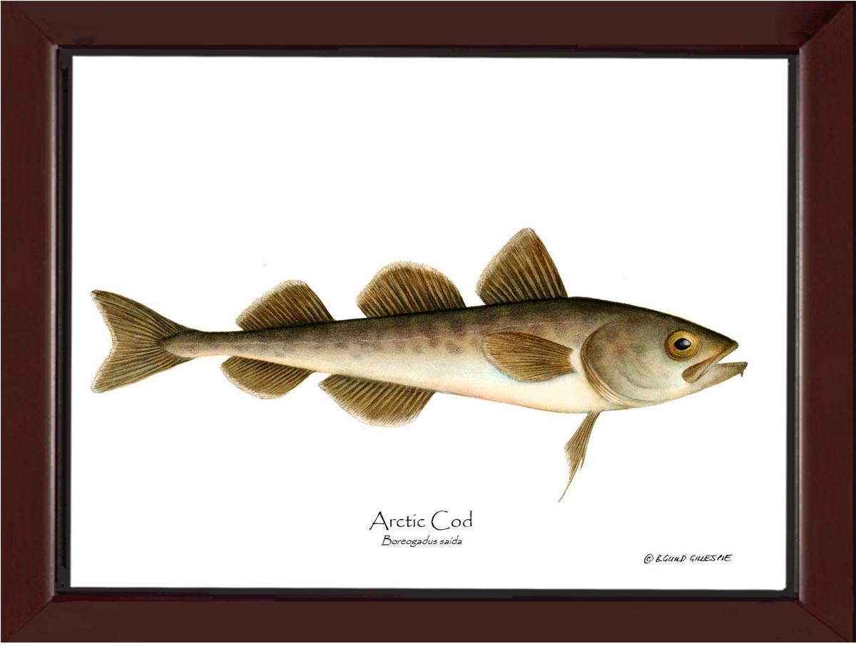 Fish Print: Cod, Arctic Cod, Arctic - Boreogadus | Wall Art Fish Print