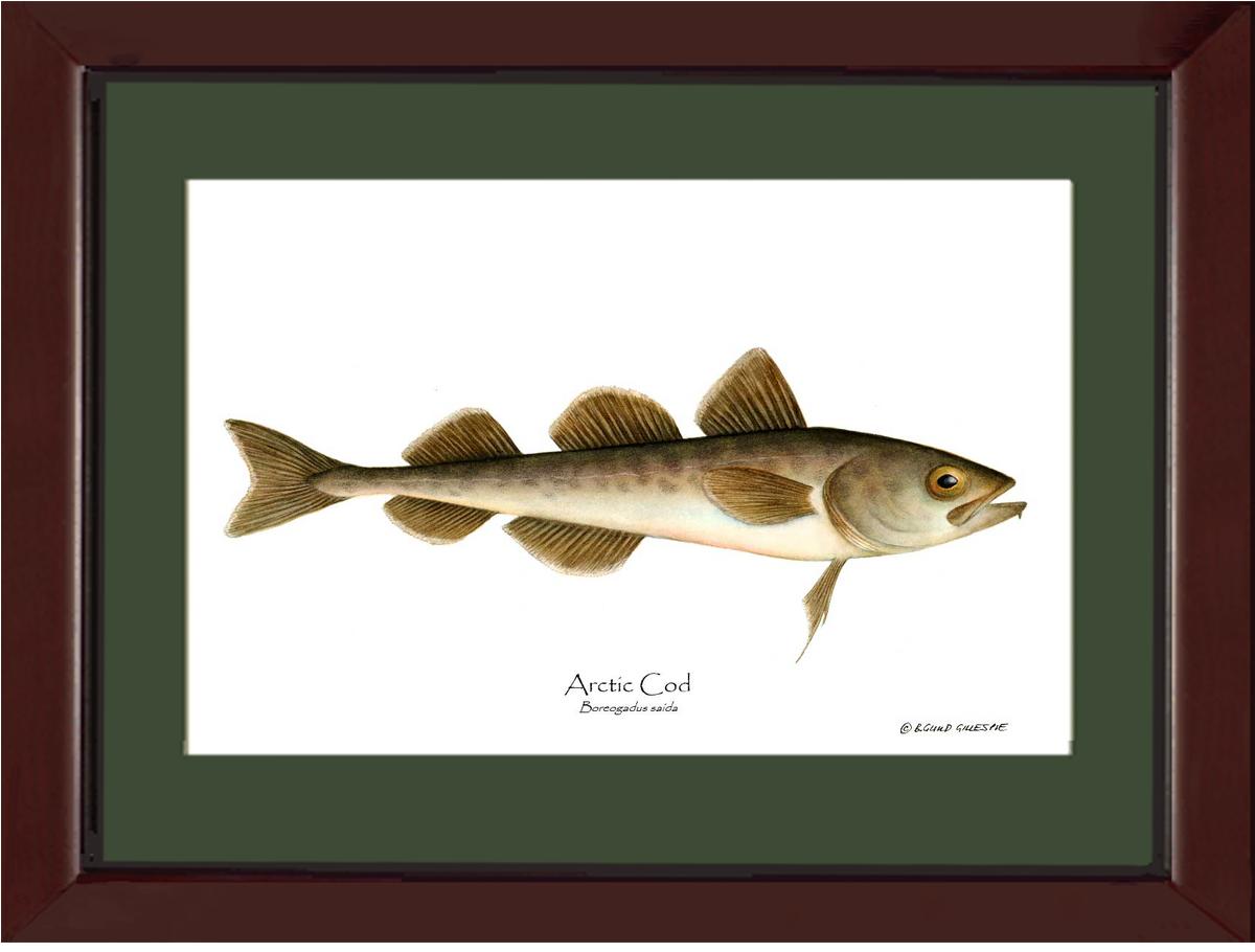 Fish Print: Cod, Arctic Cod, Arctic - Boreogadus | Wall Art Fish Print