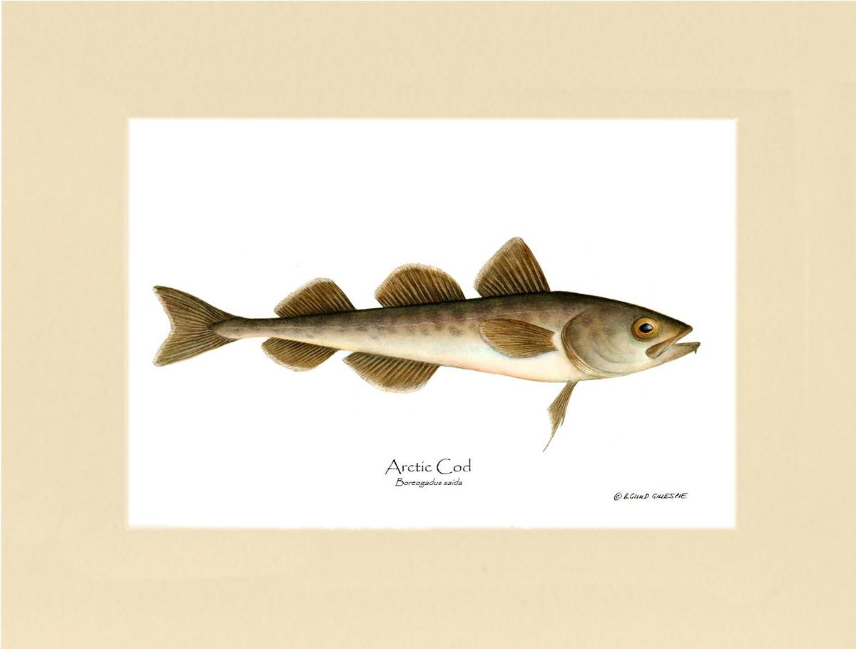 Fish Print: Cod, Arctic Cod, Arctic - Boreogadus | Wall Art Fish Print