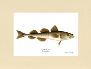 Fish Print: Cod, Arctic Cod, Arctic - Boreogadus
