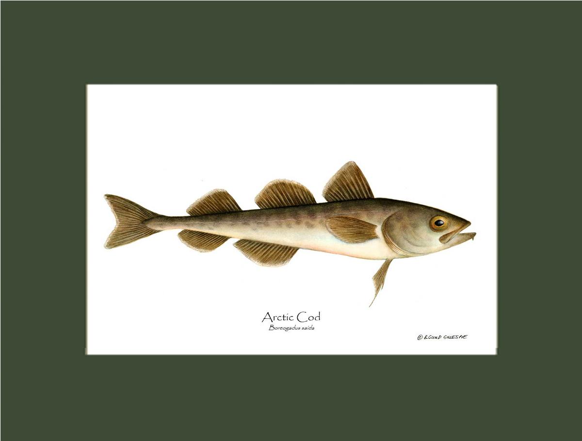 Fish Print: Cod, Arctic Cod, Arctic - Boreogadus | Wall Art Fish Print