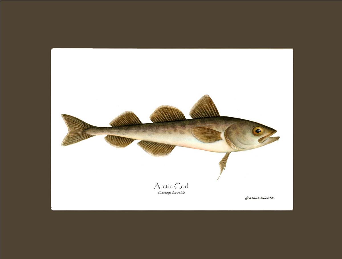 Fish Print: Cod, Arctic Cod, Arctic - Boreogadus | Wall Art Fish Print