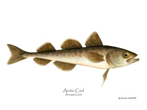 Fish Print: Cod, Arctic Cod, Arctic - Boreogadus