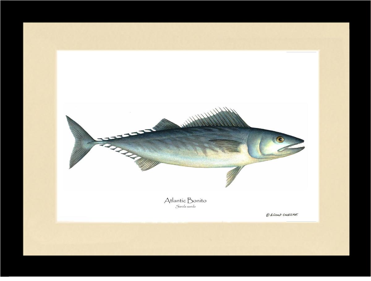 Fish Print: Bonito, Atlantic Sarda sarda | Wall Art Fish Print