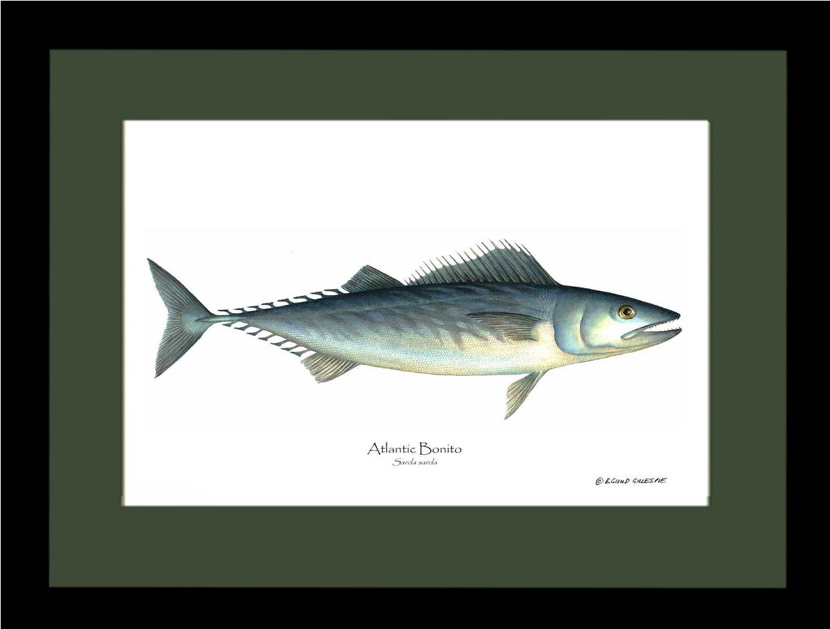 Fish Print: Bonito, Atlantic Sarda sarda | Wall Art Fish Print