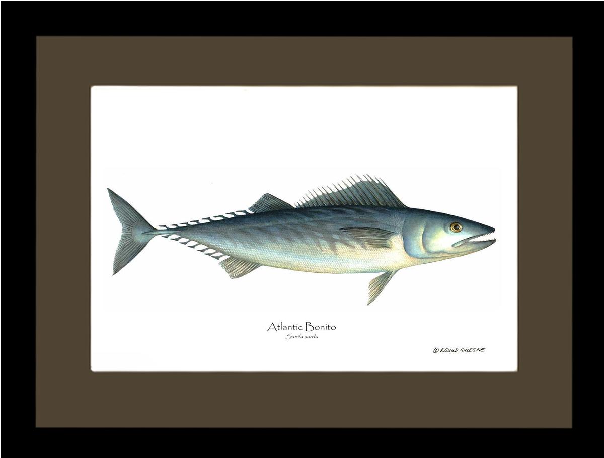 Fish Print: Bonito, Atlantic Sarda sarda | Wall Art Fish Print