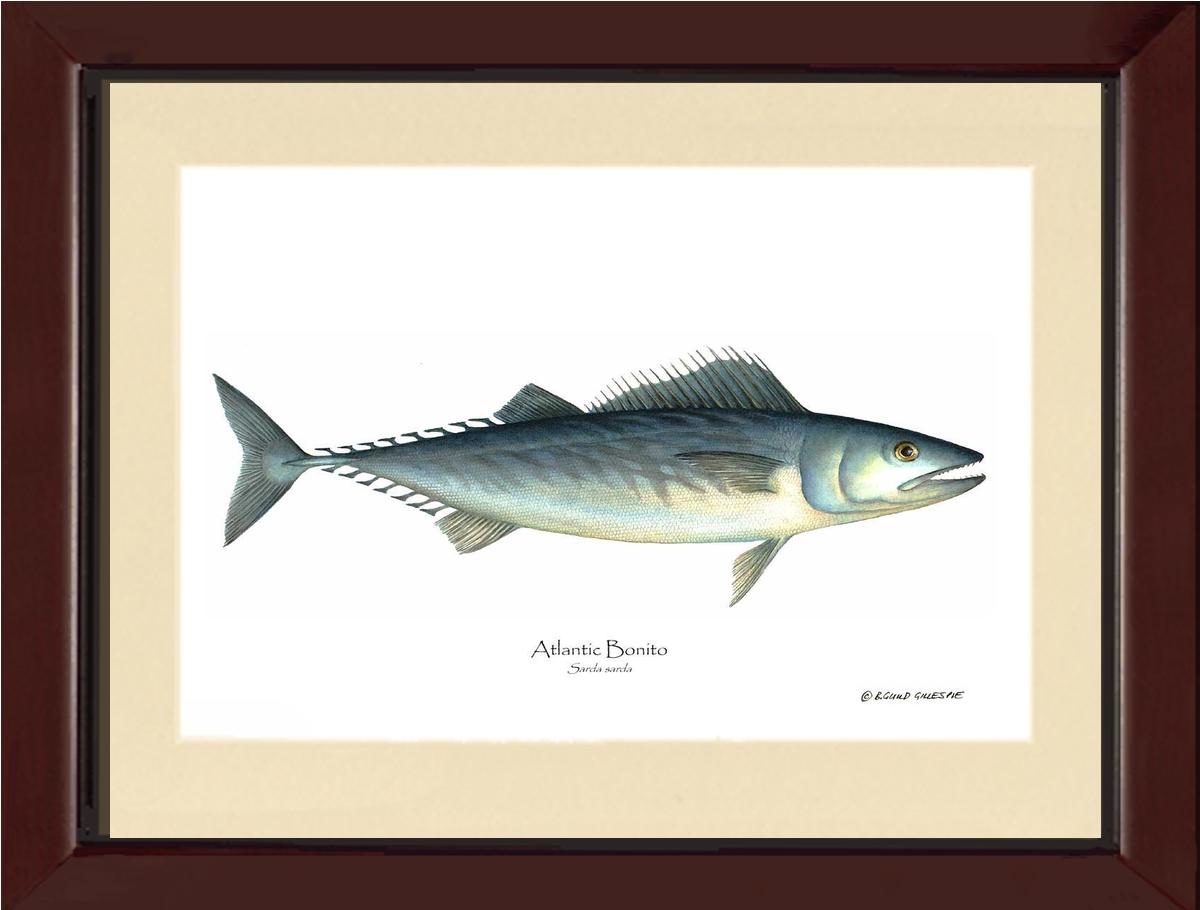 Fish Print: Bonito, Atlantic Sarda sarda | Wall Art Fish Print