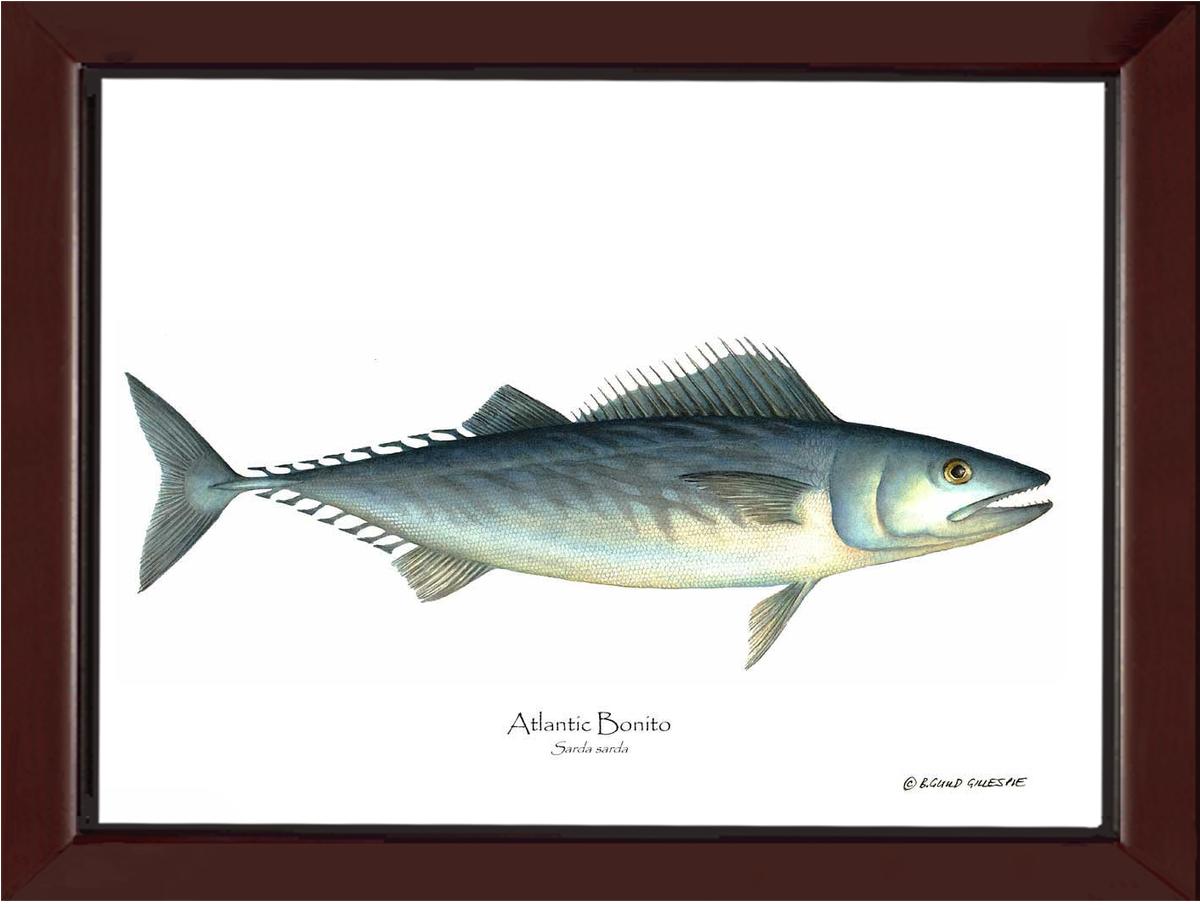 Fish Print: Bonito, Atlantic Sarda sarda | Wall Art Fish Print
