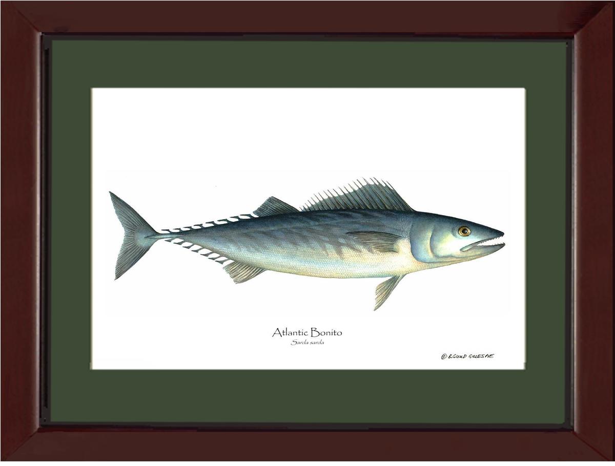 Fish Print: Bonito, Atlantic Sarda sarda | Wall Art Fish Print