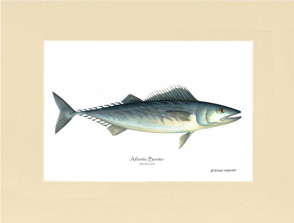 Fish Print: Bonito, Atlantic Sarda sarda | Wall Art Fish Print