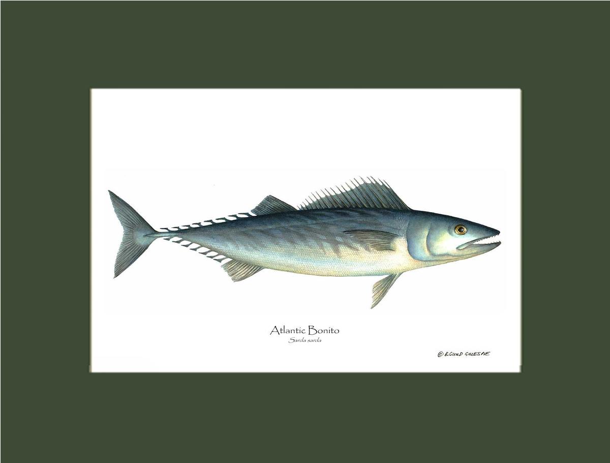 Fish Print: Bonito, Atlantic Sarda sarda | Wall Art Fish Print