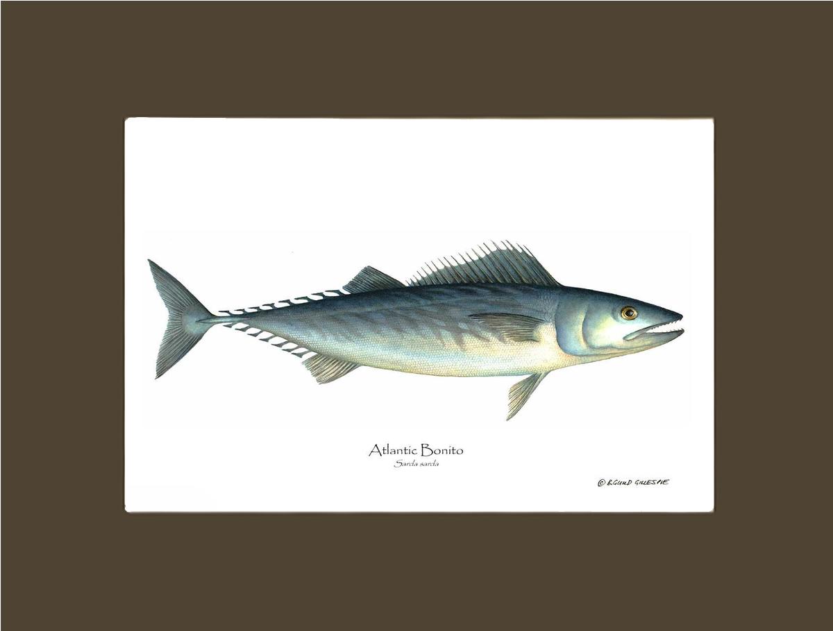 Fish Print: Bonito, Atlantic Sarda sarda | Wall Art Fish Print