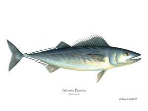 Fish Print: Bonito, Atlantic Sarda sarda