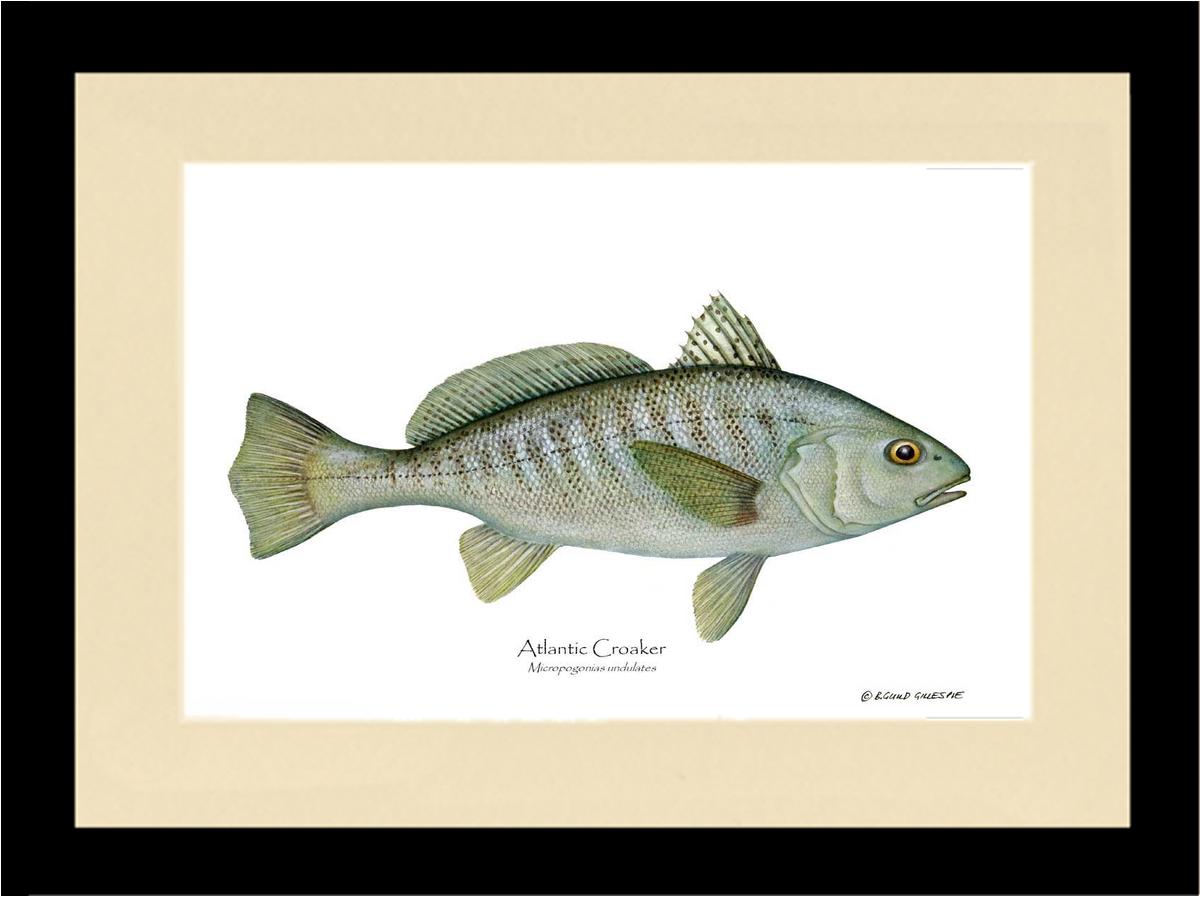 Fish Print: Croaker, Atlantic Micropogonias undulates | Wall Art Fish Print