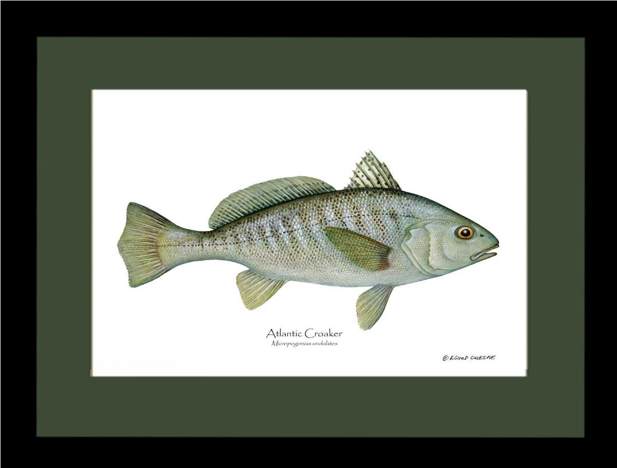 Fish Print: Croaker, Atlantic Micropogonias undulates | Wall Art Fish Print