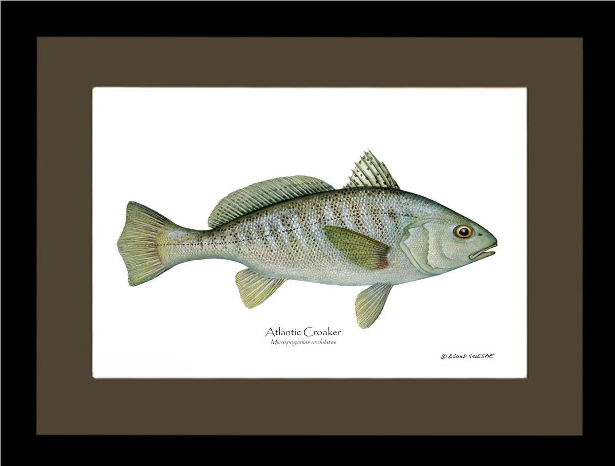 Fish Print: Croaker, Atlantic Micropogonias undulates | Wall Art Fish Print