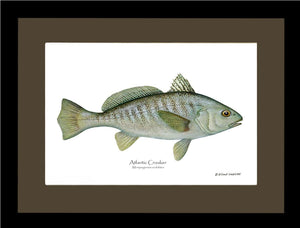 Fish Print: Croaker, Atlantic Micropogonias undulates