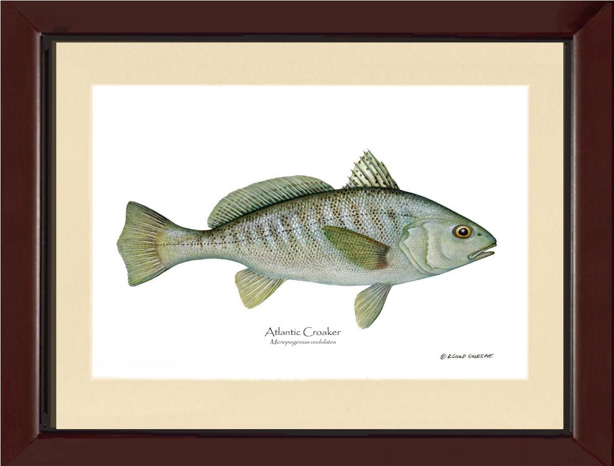 Fish Print: Croaker, Atlantic Micropogonias undulates | Wall Art Fish Print