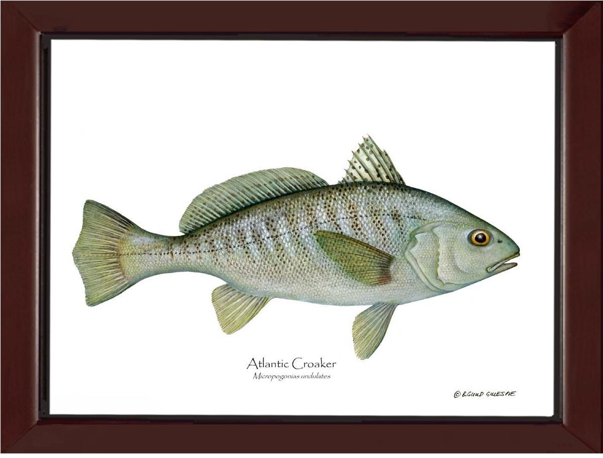 Fish Print: Croaker, Atlantic Micropogonias undulates | Wall Art Fish Print