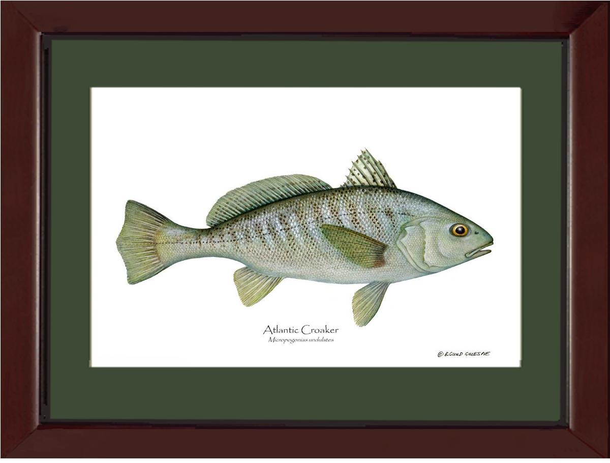 Fish Print: Croaker, Atlantic Micropogonias undulates | Wall Art Fish Print