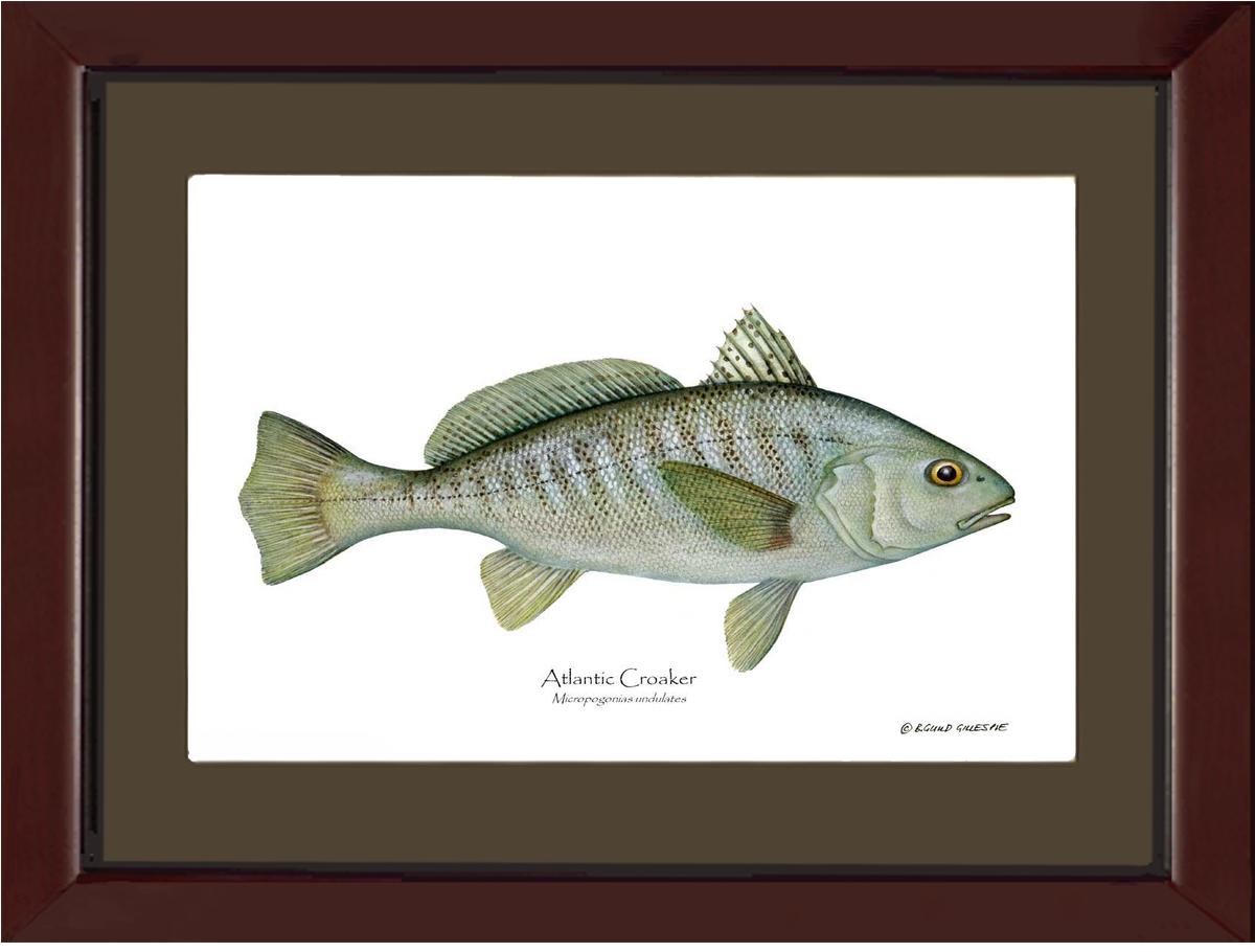 Fish Print: Croaker, Atlantic Micropogonias undulates | Wall Art Fish Print