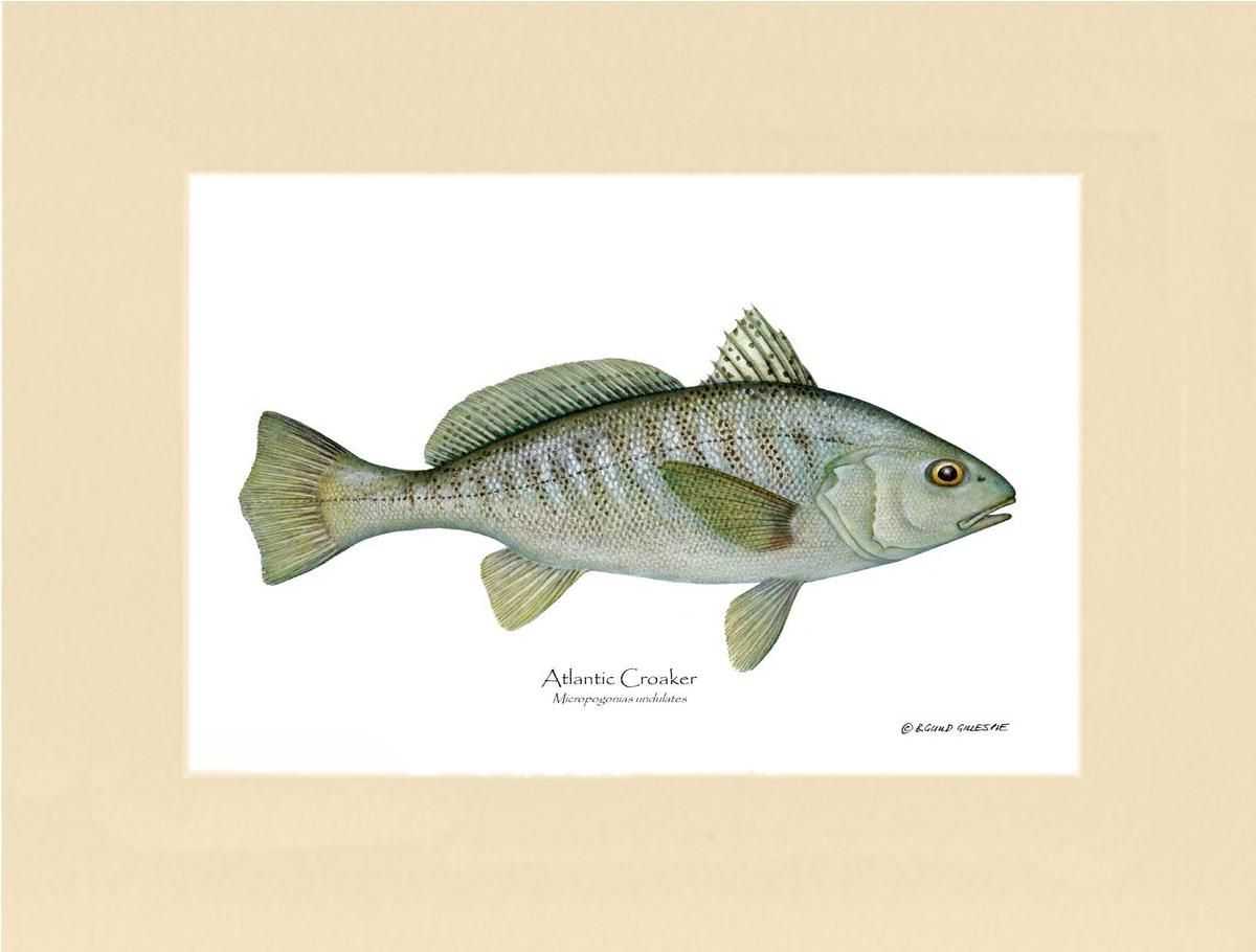 Fish Print: Croaker, Atlantic Micropogonias undulates | Wall Art Fish Print