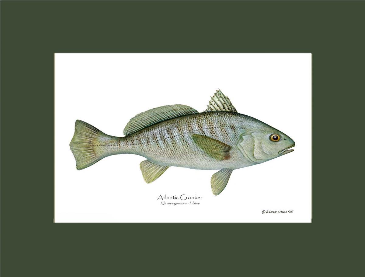 Fish Print: Croaker, Atlantic Micropogonias undulates | Wall Art Fish Print