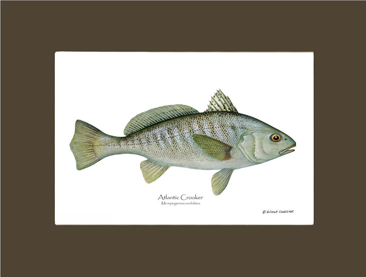 Fish Print: Croaker, Atlantic Micropogonias undulates | Wall Art Fish Print