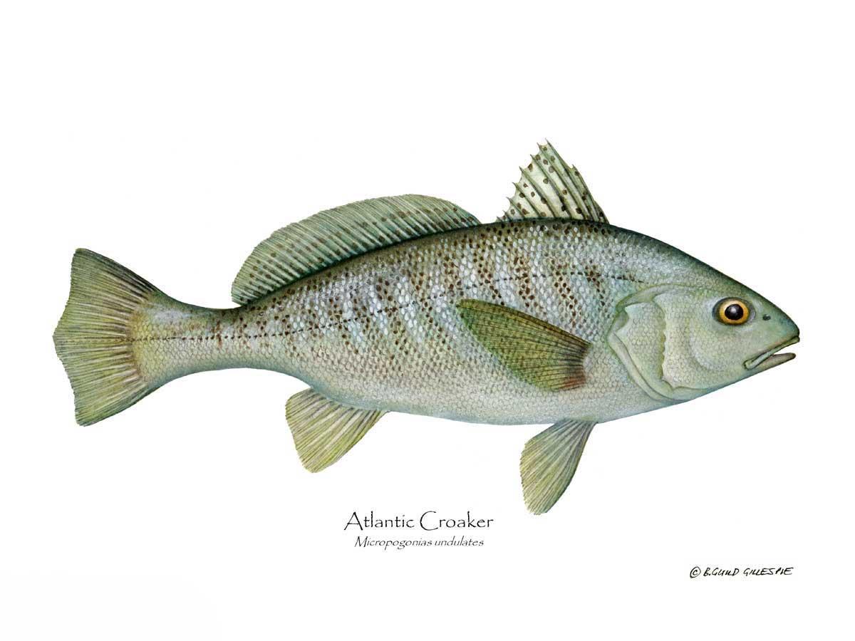 Fish Print: Croaker, Atlantic Micropogonias undulates | Wall Art Fish Print