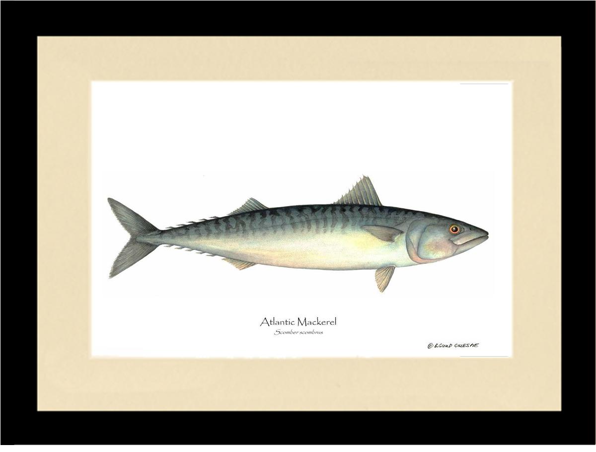 Fish Print: Mackerel, Atlantic Scomber scombrus | Wall Art Fish Print