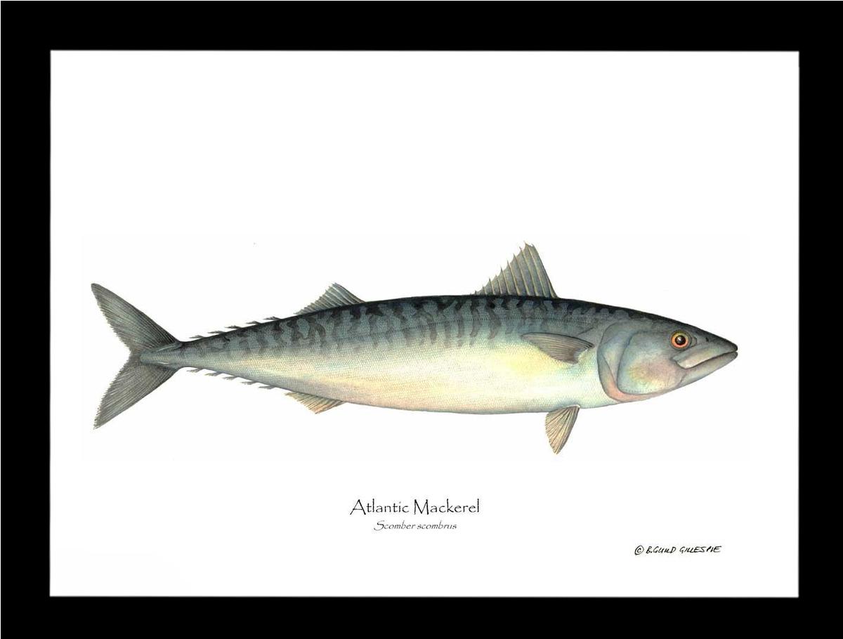 Fish Print: Mackerel, Atlantic Scomber scombrus | Wall Art Fish Print