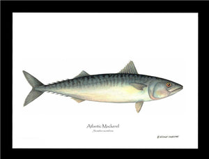 Fish Print: Mackerel, Atlantic Scomber scombrus