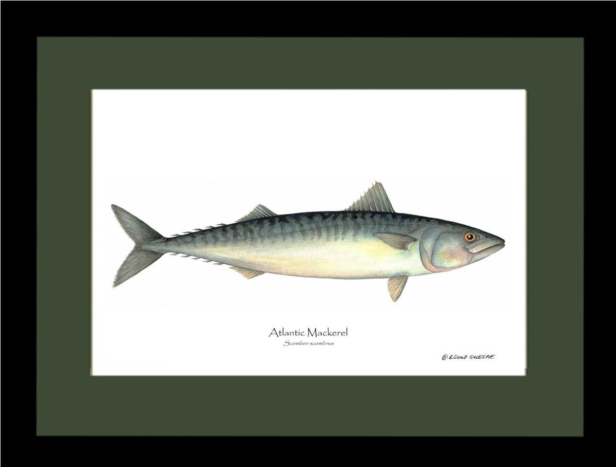 Fish Print: Mackerel, Atlantic Scomber scombrus | Wall Art Fish Print