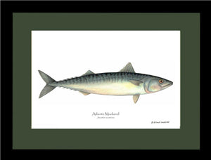 Fish Print: Mackerel, Atlantic Scomber scombrus