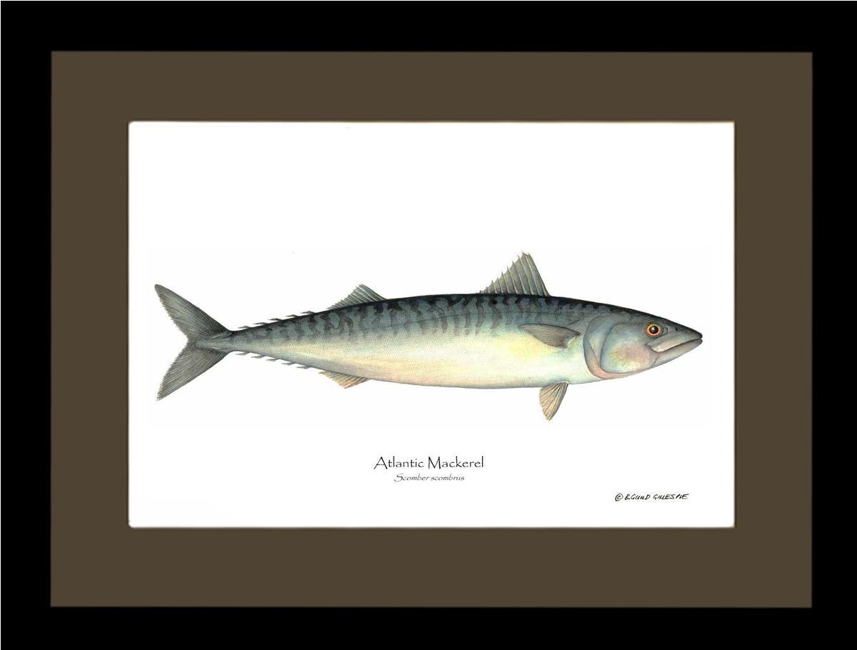 Fish Print: Mackerel, Atlantic Scomber scombrus | Wall Art Fish Print
