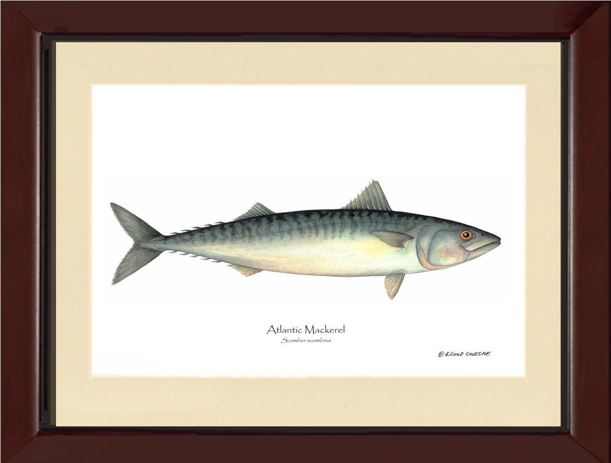 Fish Print: Mackerel, Atlantic Scomber scombrus | Wall Art Fish Print