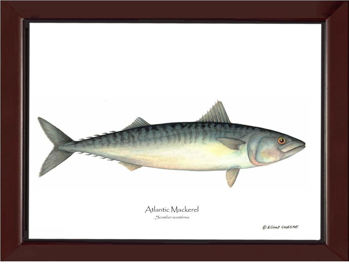 Fish Print: Mackerel, Atlantic Scomber scombrus | Wall Art Fish Print