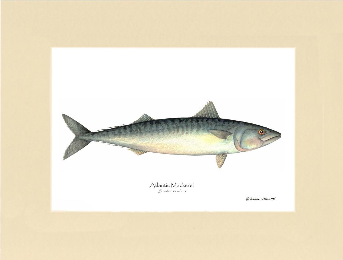 Fish Print: Mackerel, Atlantic Scomber scombrus | Wall Art Fish Print