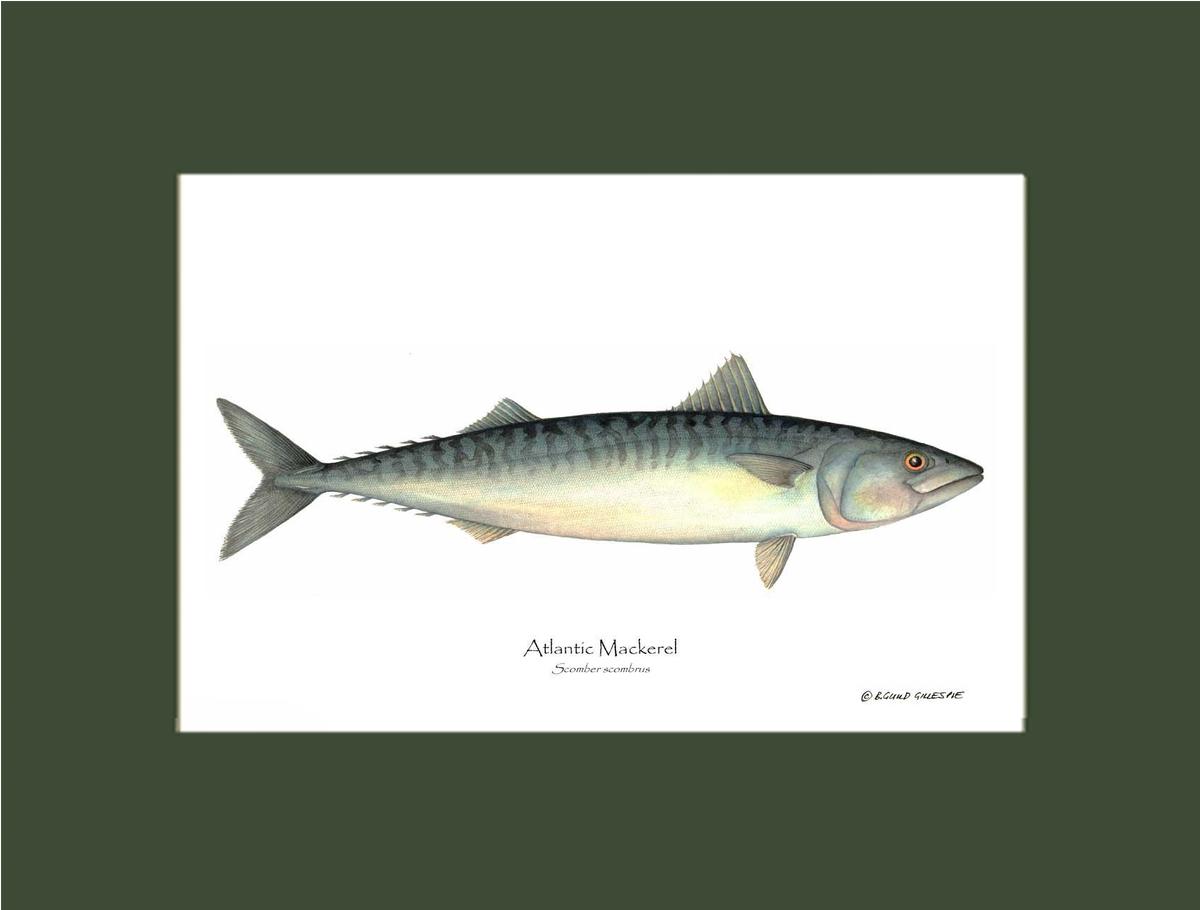 Fish Print: Mackerel, Atlantic Scomber scombrus | Wall Art Fish Print