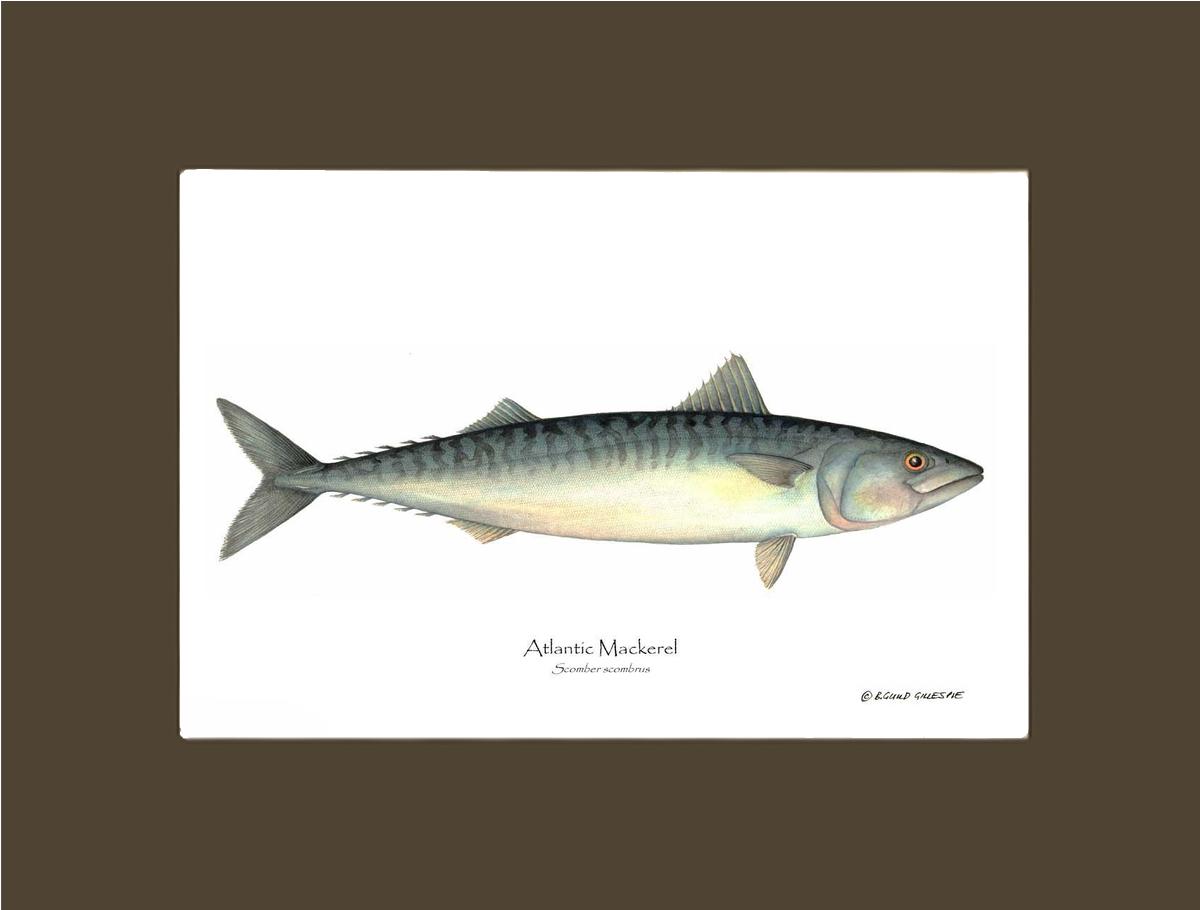 Fish Print: Mackerel, Atlantic Scomber scombrus | Wall Art Fish Print